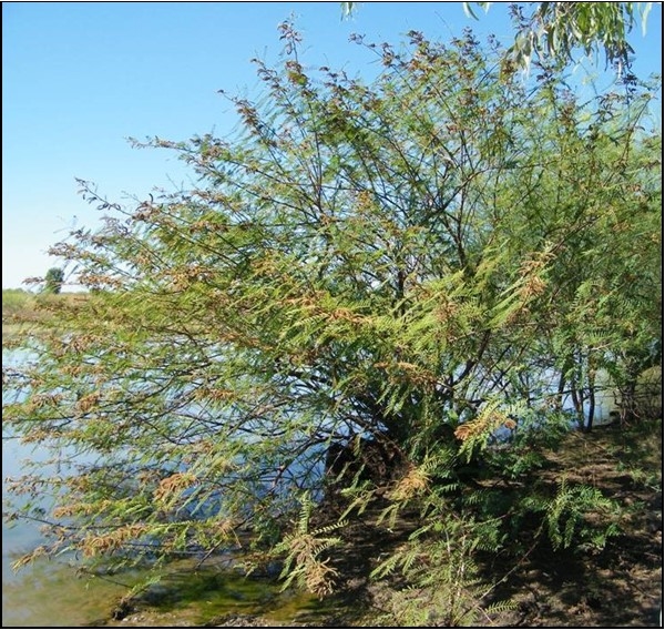 mimosa pigra
